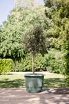 loft urban saucer round 28cm thyme green